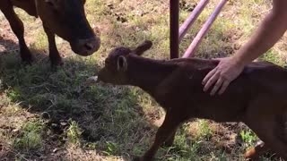 Farmer Reunites Day old Calf with Mother