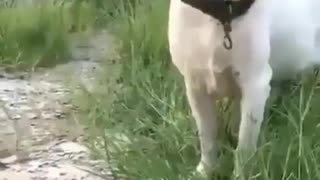 Funny dog playing on the grass