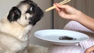 Pug Adorably Eats Imaginary Meal With Owner