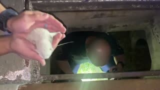 Police Officers and Firefighters Rescue Newborn Kittens From Storm Drain