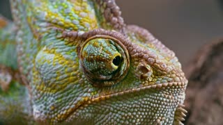Close-up Footage of a Chameleon😀😀