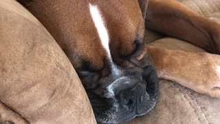 Snoozing Boxer Has Howling Dreams