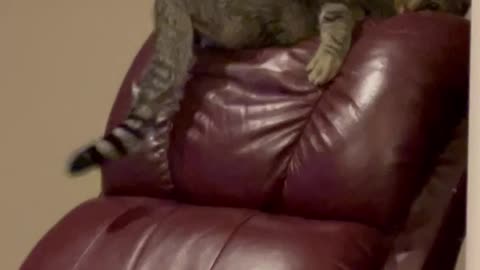 Cat tries hard to catch his tail!