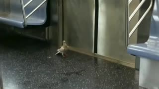 White pigeon inside nyc subway