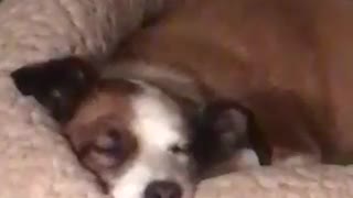 Dreaming pup wiggles ears while sleeping