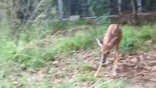 Fawns getting their exercise