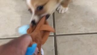 Puppy corgi plays tug-of-war with bear toy