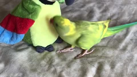 Talking parrot plays peekaboo with parrot stuffed animal