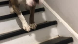 Dog's Different Way of going Down Stairs