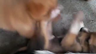 Cute puppy fighting