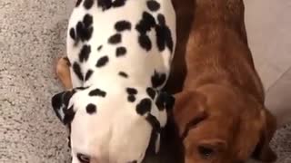 This Dalmatian knows nothing about personal space