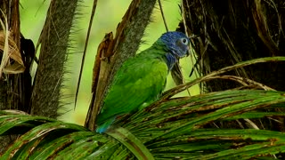 Beautiful green parrot in nature