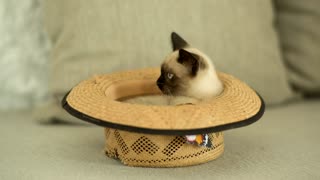 Siamese cat inside a hat cute