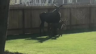 Mother Moose and Cute Calves Cool Off on the Grass