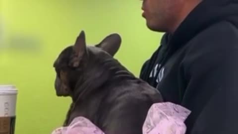 Man brings Dog wearing a tutu to Veterinarian Clinic so it can get Gender Transition Surgery