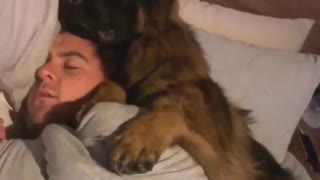 German Shepherd puppy adorably cuddles with owner