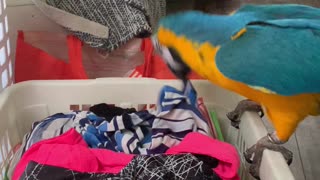 Macaw Messes Up a Basket of Folded Laundry