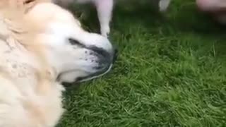 Funny Dog Video Playing With Pig Funny Video