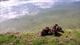 Adorable Four Baby Ducklings Reactions To Mother Shows Up