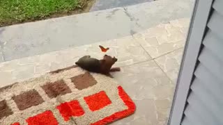 little Puppy playing with butterfly