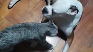 the cat treats him a little differently