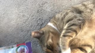Cats love Catnip