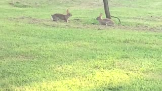 Bunnies Having a Great Time in the Grass