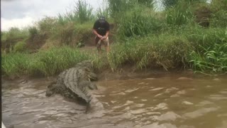 Alligator in Costa Rica