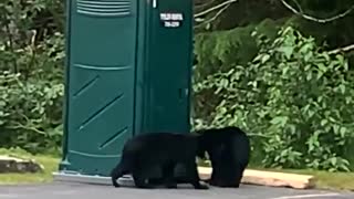 Bear cubs engage in office parking lot wrestling match in Alaska