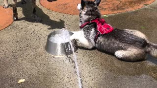 Happy Husky Splashes around at Her Favorite Park