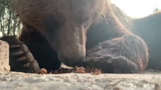 What bear had for dinner?