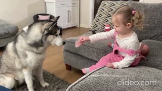 Most Patient Husky In The Word Waits For Treat From Little Girl