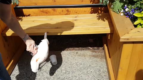 Two Cockatoos and a Coffee Cup