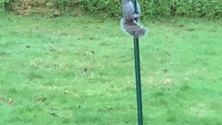 Birdseed Stealing Squirrels Foiled by Greasy Pole
