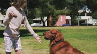 A Girl playing with a Dog