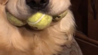 Dog's Mouth Stuffed with Tennis Balls