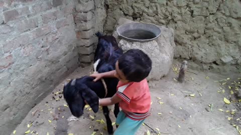 kids playing with goat