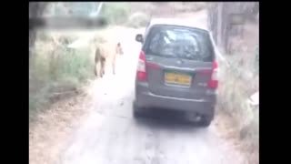 Lion Attack on Safari Car in Indian National park(