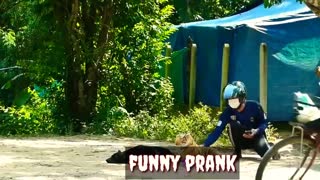 Funny Video Hilarious Cute Animals
