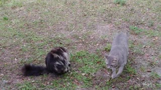 My Feral Cats