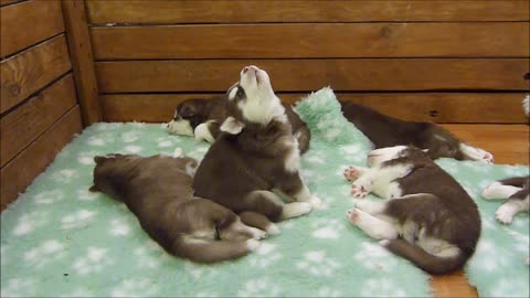 Baby Husky Tries To Howl, Sounds Like A Star Wars Character