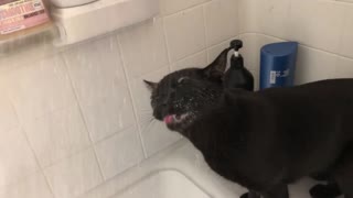 A Cat who Loves Water Joins in the Shower Routine