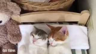 Two cats sleep on their bed in a beautiful way