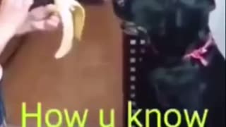 Funny video dog eat banana