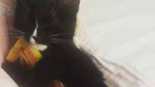 Kitten Adorably Snuggles Chocolate