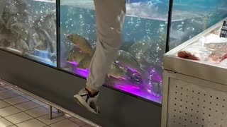 Man Dives Into Fish Tank After Engagement Ring