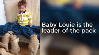 Adorable Pugs Play with toddler around house