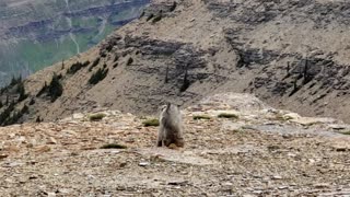 Two Marmots Tangle on Mountain Top