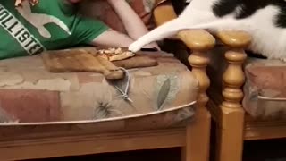 Cat Tries to Steal a Slice of Pizza