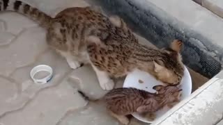 Mummy cat and baby kit having breakfast !!